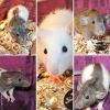 Очаровательные крысята от питомника