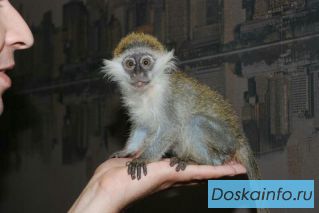 Встречаем Новый Год с обезьянкой в Челябинске