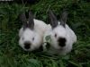 Калифарнийские кролики