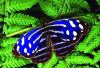 Восхитительные Живые Бабочки изАмазонки