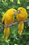 Аратинга золотая (Aratinga guarouba) - птенцы из питомников Европы