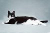 Очаровательная черно-белая кошечка Мила с сердечком на лапке ищет самых заботливых хозяев.
