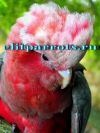Розовый какаду - птенцы выкормыши из питомников ФРГ